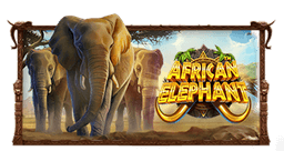 African Elephant